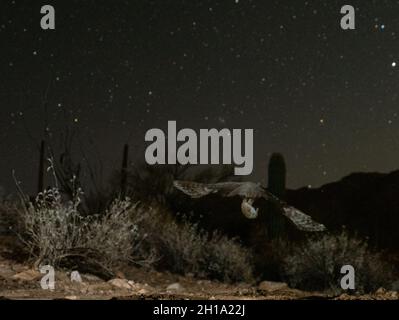 Great Horned Owl, Marana, in der Nähe von Tucson, Arizona. Stockfoto