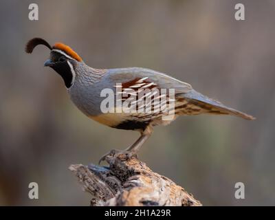 Die gambel Wachtel, Marana, in der Nähe von Tucson, Arizona. Stockfoto