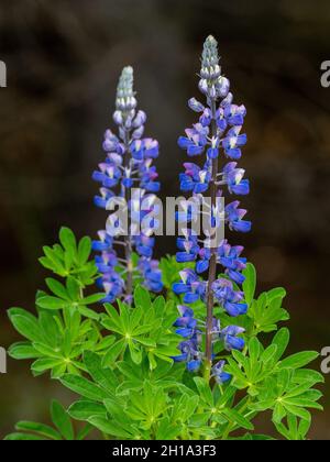 Lupine, Lake-Clark-Nationalpark, Alaska. Stockfoto