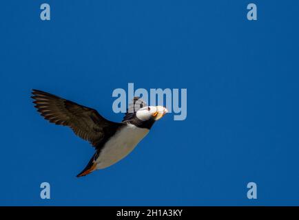 Gehörnte Papageientaucher, Lake-Clark-Nationalpark, Alaska. Stockfoto