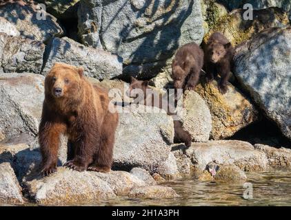 Braunbär, Tongass National Forest, Alaska. Stockfoto