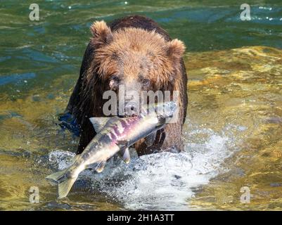 Braunbär, Tongass National Forest, Alaska. Stockfoto