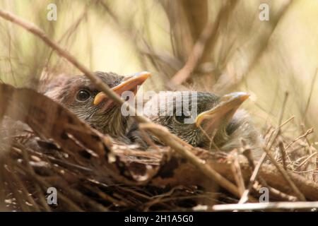 Nahaufnahme der kleinen Wattlebird-Nestlinge (Anthochaera chrysoptera), Südaustralien Stockfoto