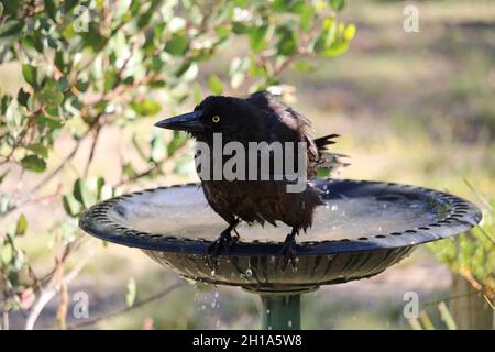 Nahaufnahme des wilden Gray Currawong (Strepera versicolor), Südaustralien Stockfoto