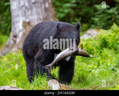 Schwarzbär, Anan Wildlife Observatory Site, Tongass National Forest, Alaska. Stockfoto