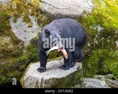 Schwarzbär, Anan Wildlife Observatory Site, Tongass National Forest, Alaska. Stockfoto