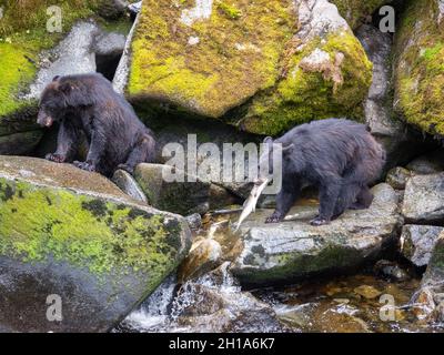 Schwarzbär, Anan Wildlife Observatory Site, Tongass National Forest, Alaska. Stockfoto