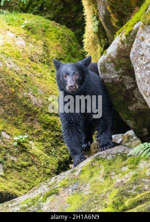 Schwarzbär, Anan Wildlife Observatory Site, Tongass National Forest, Alaska. Stockfoto