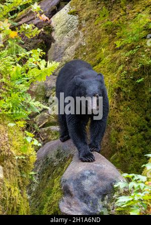 Schwarzbär, Anan Wildlife Observatory Site, Tongass National Forest, Alaska. Stockfoto