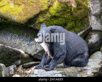 Schwarzbär, Anan Wildlife Observatory Site, Tongass National Forest, Alaska. Stockfoto