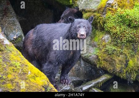 Schwarzbären am Anan Creek Wildlife Viewing Site, Tongass National Forest, in der Nähe von Wrangell, Alaska. Stockfoto