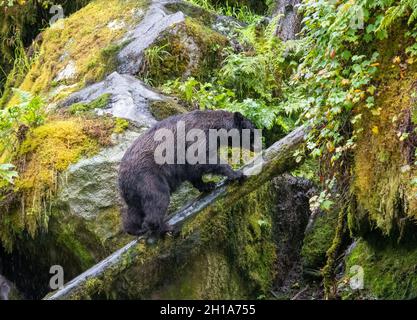 Schwarzbären am Anan Creek Wildlife Viewing Site, Tongass National Forest, in der Nähe von Wrangell, Alaska. Stockfoto