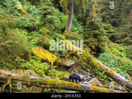 Schwarzbären am Anan Creek Wildlife Viewing Site, Tongass National Forest, in der Nähe von Wrangell, Alaska. Stockfoto