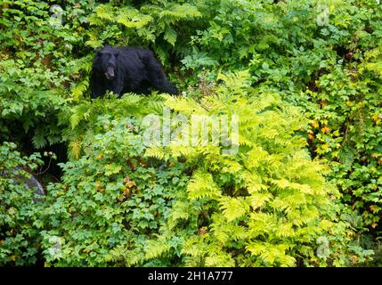 Schwarzbären am Anan Creek Wildlife Viewing Site, Tongass National Forest, in der Nähe von Wrangell, Alaska. Stockfoto