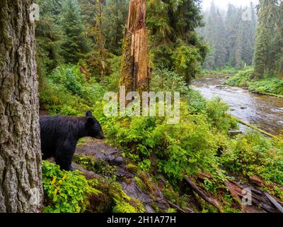 Schwarzbären am Anan Creek Wildlife Viewing Site, Tongass National Forest, in der Nähe von Wrangell, Alaska. Stockfoto