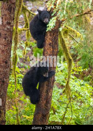 Schwarzbären am Anan Creek Wildlife Viewing Site, Tongass National Forest, in der Nähe von Wrangell, Alaska. Stockfoto