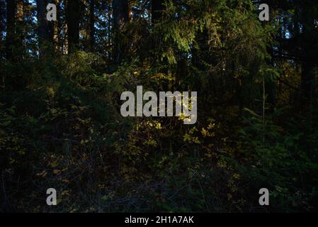 Waldlandschaft an einem sonnigen Herbsttag. Die Baumstämme werden durch den hellen Glanz der Sonne beleuchtet. Tiefe Schatten erzeugen eine bedrohliche Atmosphäre. Stockfoto