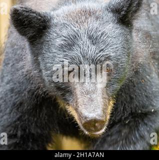 Schwarzbären am Anan Creek Wildlife Viewing Site, Tongass National Forest, in der Nähe von Wrangell, Alaska. Stockfoto