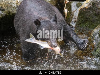 Schwarzbären am Anan Creek Wildlife Viewing Site, Tongass National Forest, in der Nähe von Wrangell, Alaska. Stockfoto