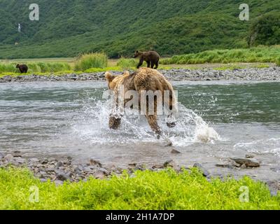 Ein Braunbär oder Grizzly Bear, Katmai National Park, Alaska. Stockfoto