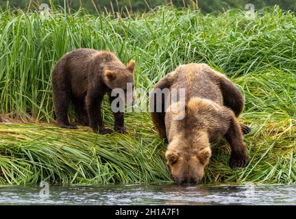 Ein Braunbär oder Grizzly Bear, Katmai National Park, Alaska. Stockfoto