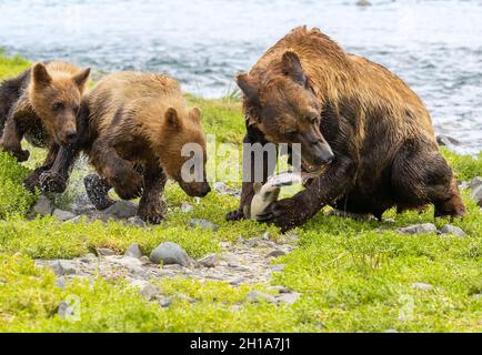 Ein Braunbär oder Grizzly Bear, Katmai National Park, Alaska. Stockfoto