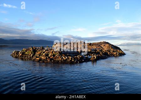 Kormorane und Seelöwen auf einer Insel im Beagle-Kanal, in der Nähe von Ushuaia, Argentinien Stockfoto