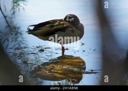 Enten gedeihen in einem lokalen Uferschutzgebiet in der Wüste von Arizona Stockfoto