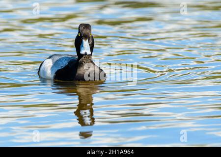 Lesser Scaup, Aythya affinis, Burnaby Lake Regional Park, Burnaby, British Columbia, Kanada Stockfoto