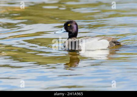 Lesser Scaup, Aythya affinis, Burnaby Lake Regional Park, Burnaby, British Columbia, Kanada Stockfoto