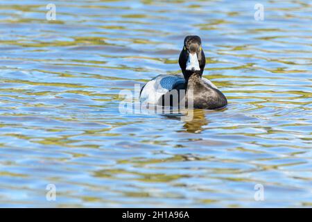 Lesser Scaup, Aythya affinis, Burnaby Lake Regional Park, Burnaby, British Columbia, Kanada Stockfoto