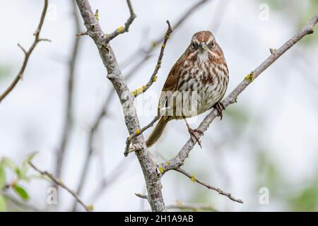 Song Sparrow, Melospiza melodia, George C. Reifel Migrating Bird Sanctuary, Delta, British Columbia, Kanada Stockfoto
