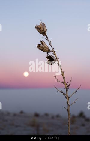 Der Vollmond, der während des Sonnenuntergangs im White Sands National Park in Alamogordo, New Mexico, aufgeht. Stockfoto