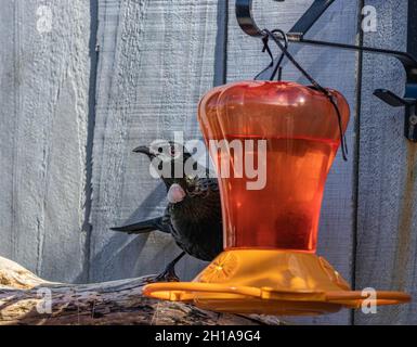 TUI am Gartenfeeder Stockfoto