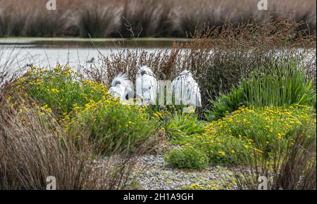 Royal Spoonbills ruhen auf der Insel in Feuchtgebieten Stockfoto