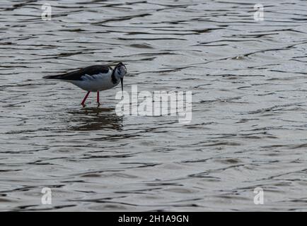 Pied Slit Fütterung in seichtem Wasser Stockfoto