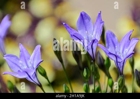 Ithuriels Speer, Triteleia laxa, eine mehrjährige blühende Wildblume aus der Familie der Lilien Stockfoto