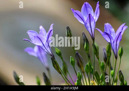 Ithuriels Speer, Triteleia laxa, eine mehrjährige blühende Wildblume aus der Familie der Lilien Stockfoto