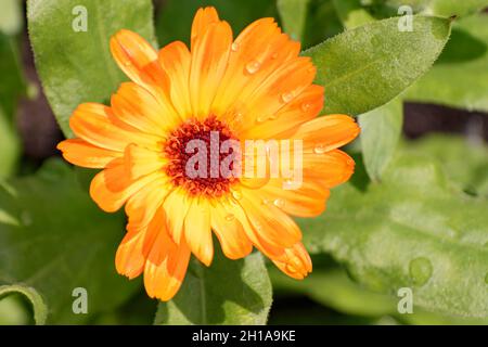 Calendula Blume, Calendula officinalis, Vancouver, British Columbia, Kanada Stockfoto