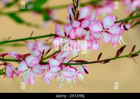 Lindheimer's Beeblossom 'Siskiyou Pink', Oenothera lindheimeri, Vancouver, British Columbia, Kanada Stockfoto