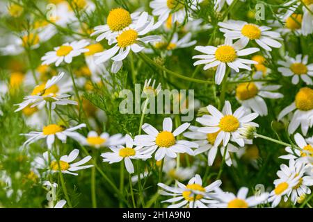 Kamillenblüten, Matricaria-Kamilla, Delta, British Columbia, Kanada Stockfoto