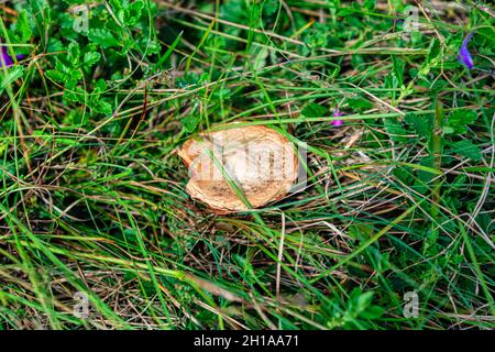 Portabella Pilz wächst im Gras . Agaricus bisporus essbarer Pilz Stockfoto