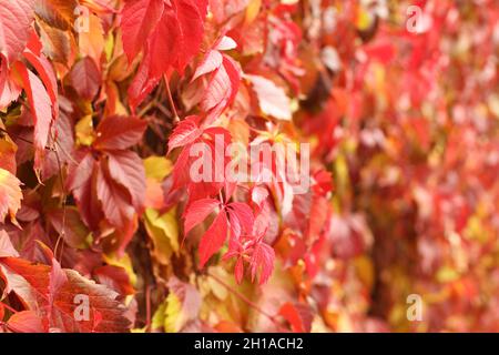 Autumn  - red, yellow, orange, green leaves on Virginia creeper. Closeup Stockfoto