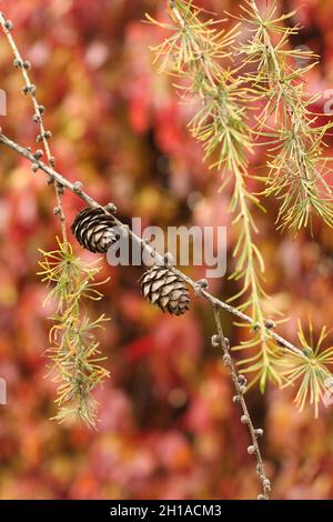 Herbst - getrocknete Zapfen auf einem Fichtenzweig vor dem Hintergrund von Bäumen mit roten und gelben Blättern Stockfoto