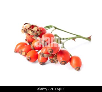 Reife Hagebuttenbeeren isoliert auf weißem Hintergrund Stockfoto