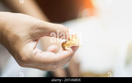 Es ist Argentine Horned Frog oder Pac-man Frosch ist die häufigste Art von Horned Frog. Es sitzt auf ihrer Hand Besitzer. Stockfoto