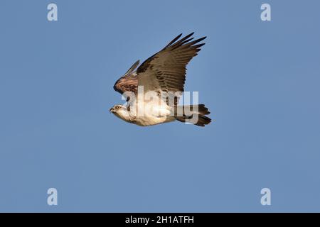 Eastern Osprey (Pandion cristatus) im Flug in NSW, Australien Stockfoto