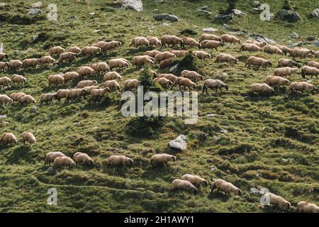 Große Herde Schafe weiden in den Bergen. Stockfoto