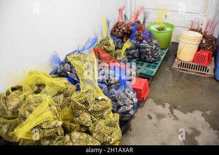 Frische, in Beutel gepackte Austern auf den Oysterville Sea Farms, Willapa Bay, Long Beach Peninsula, Washington State, USA. Stockfoto