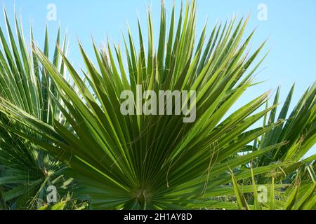 Windmühle Palme palmate mit blauem Himmel hinter Stockfoto